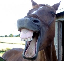horse-laugh-a